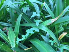 Solena amplexicaulis