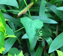 Solena amplexicaulis