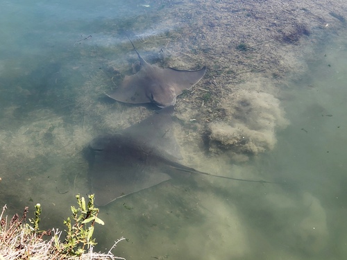 Bat Ray, Aquatic Park, Berkeley, CA 94710, USA, photo 7 of 10