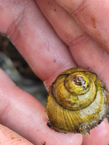 Chinese Mystery Snail seen in Sonoma Valley
