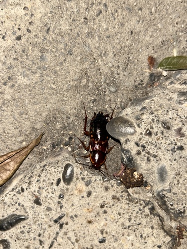 Turkestan Cockroach