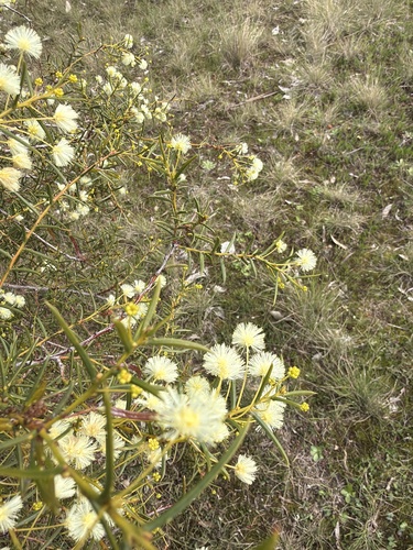 Spreading Wattle