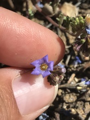 Phacelia fremontii