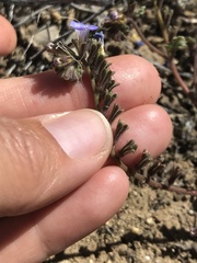Phacelia fremontii