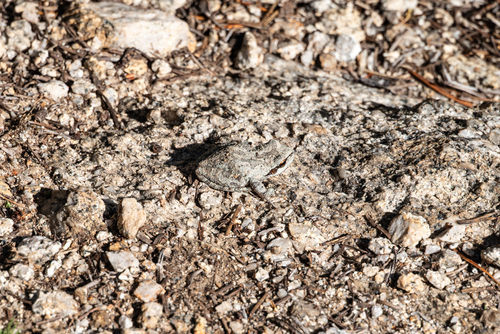 iNaturalist observation photo of Pacific chorus frog