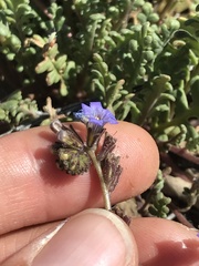 Phacelia fremontii