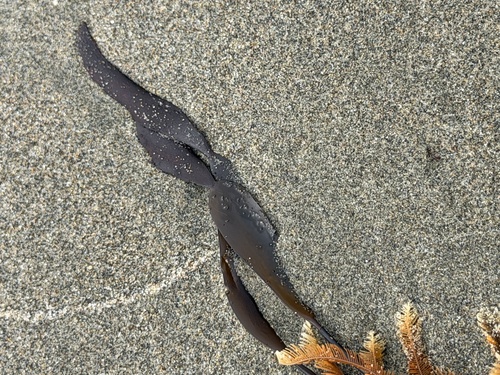Laminaria sinclairii observed 2026-08-23