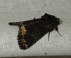 Catephia alchymista