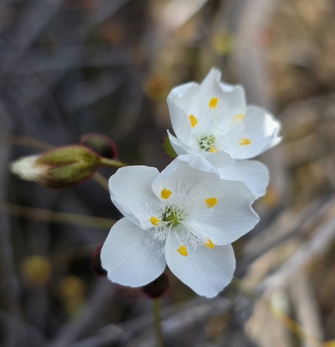 Climbing Sundew