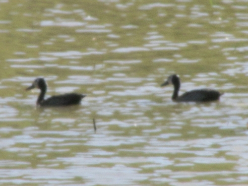 White-faced Whistling-Duck