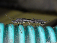 Dicranocephalus agilis