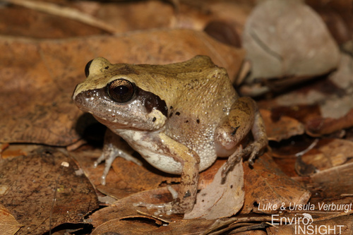 Common Squeaker