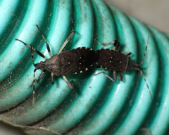 Dicranocephalus agilis