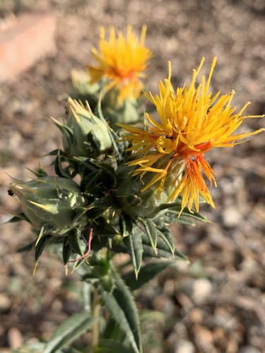 Carthamus tinctorius