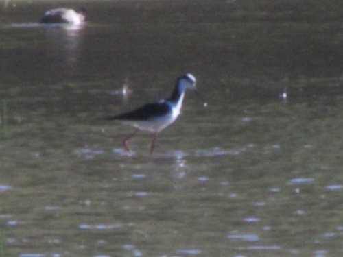 White-backed Stilt