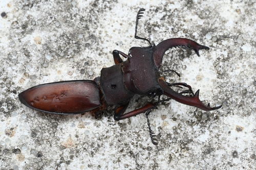 Lucanus fortunei