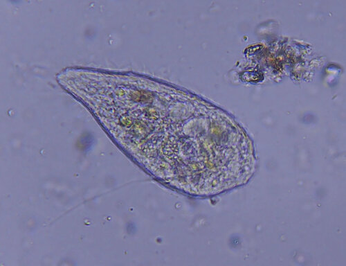 iNaturalist observation photo of Ciliates
