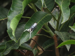 Lystra lanata