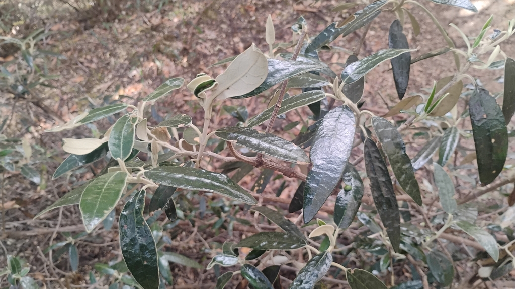 Buddleja incana; photograph (c) Carlo Brescia, some rights reserved (CC BY-SA)