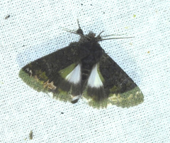 Catephia alchymista