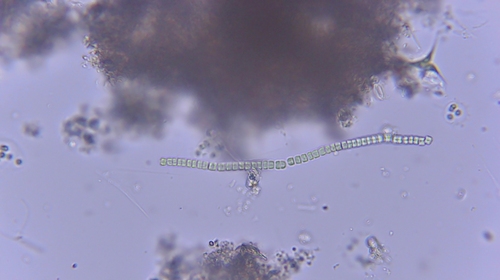 iNaturalist observation photo of cyanobacteria