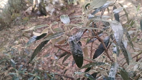 Buddleja incana, photograph 4
