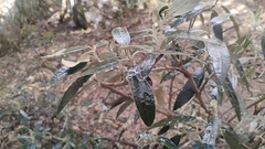 (c) Carlo Brescia, some rights reserved (CC BY-SA) Buddleja incana, photograph (c) Carlo Brescia, some rights reserved (CC BY-SA)