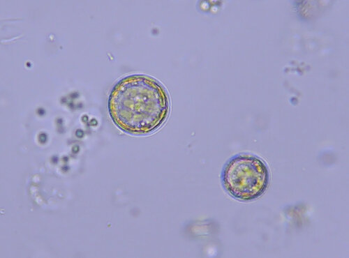 iNaturalist observation photo of Diatoms