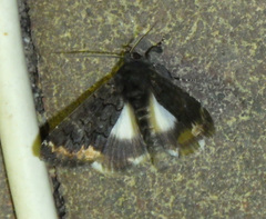 Catephia alchymista