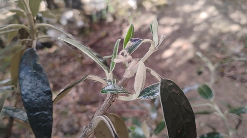 Buddleja incana, photograph 5