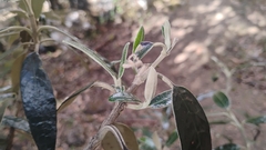 (c) Carlo Brescia, some rights reserved (CC BY-SA) Buddleja incana, photograph (c) Carlo Brescia, some rights reserved (CC BY-SA)