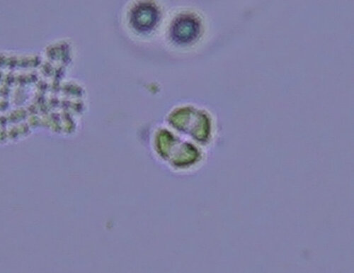 iNaturalist observation photo of Sphaeropleales
