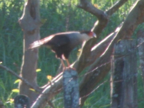 Crested Caracara