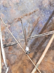 Agriocnemis femina oryzae