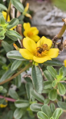 Western Honey Bee