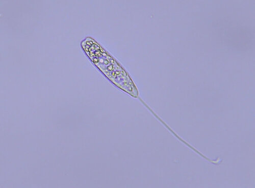 iNaturalist observation photo of Peranemidae