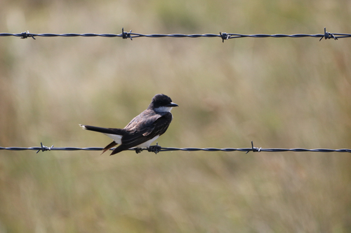 Eastern Kingbird