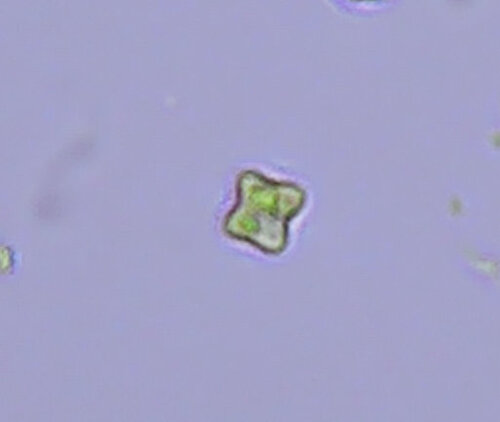 iNaturalist observation photo of Tetraedron minimum