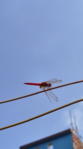 Scarlet Skimmer