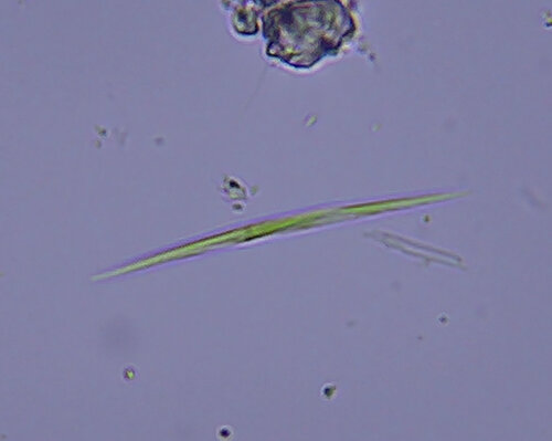 iNaturalist observation photo of Monoraphidium