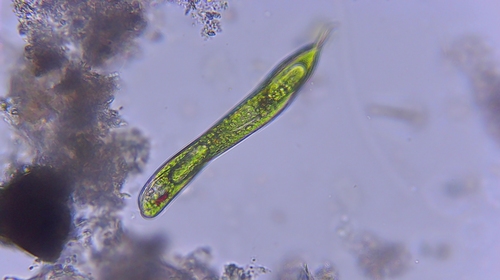 iNaturalist observation photo of Lepocinclis