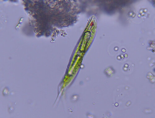 iNaturalist observation photo of Lepocinclis tripteris