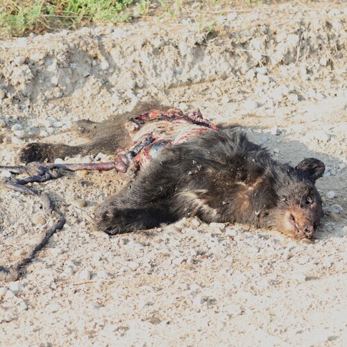 Black Bear sighting near Municipal District of Greenview No. 16