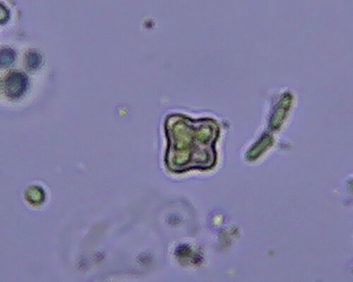 iNaturalist observation photo of Tetraedron minimum