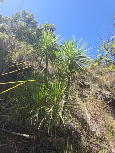 Wilkesia gymnoxiphium observed 2026-08-22