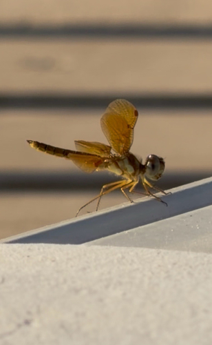 Eastern Amberwing