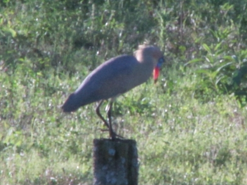 Whistling Heron