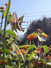 Heraclides thoas