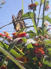 Heraclides thoas