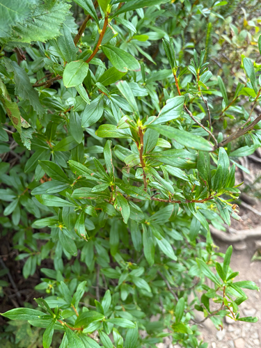 Elliottia pyroliflora, photograph 3